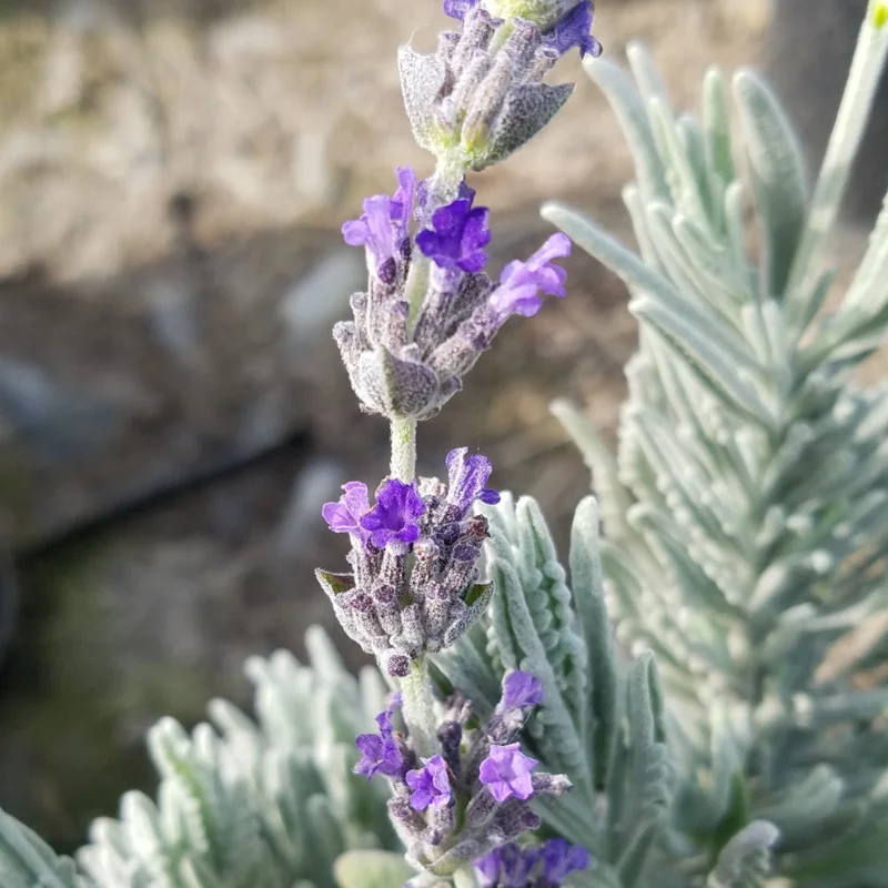 Goodwin Creek Lavender Plugs - 2 Live Plants - 2-4'' Tall - Fragrant Purple Flowers