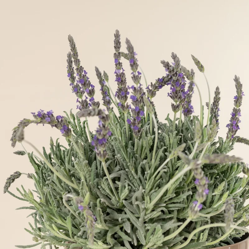 Goodwin Creek Lavender Plugs - 2 Live Plants - 2-4'' Tall - Fragrant Purple Flowers