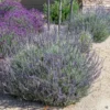 Goodwin Creek Lavender Plugs - 2 Live Plants - 2-4'' Tall - Fragrant Purple Flowers