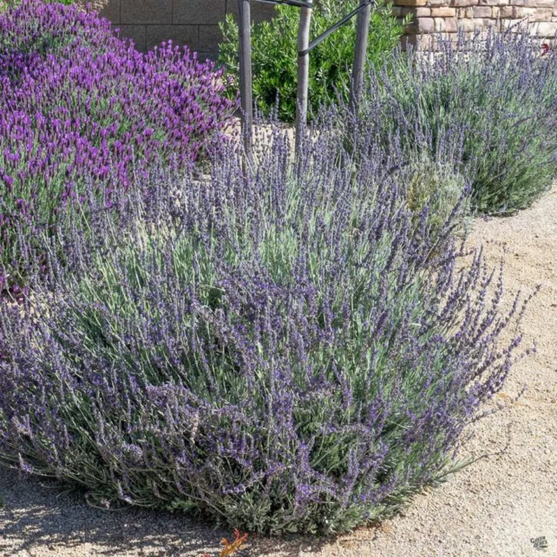 Goodwin Creek Lavender Plugs - 2 Live Plants - 2-4'' Tall - Fragrant Purple Flowers