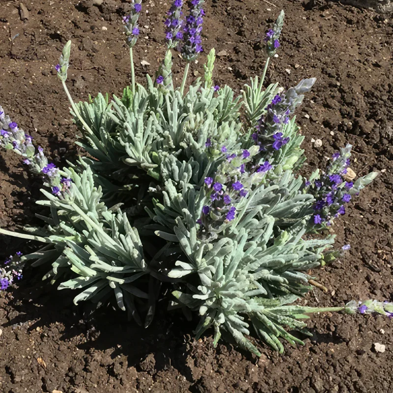 Goodwin Creek Lavender Plugs - 2 Live Plants - 2-4'' Tall - Fragrant Purple Flowers