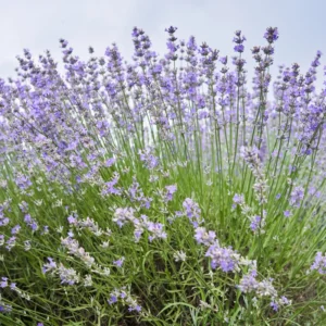 Lavender Plugs - 2 Pack - 2-4'' Tall - Fragrant Purple Blooms