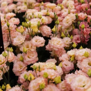 Lisianthus Plugs - 2 Bright Pink & Yellow Flower Plants - 2-4'' Tall