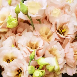 Lisianthus Plugs - 2 Bright Pink & Yellow Flower Plants - 2-4'' Tall