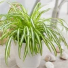 Variegated Spider Plant Plug 2-4 inch - Live Indoor Plant