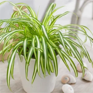 Variegated Spider Plant Plug 2-4 inch - Live Indoor Plant