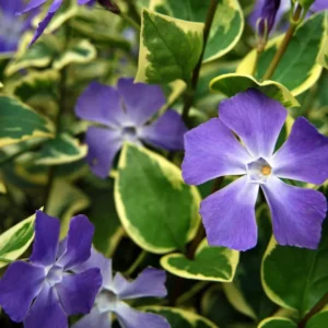 Periwinkle Vinca Variegated Major Plug Set of 2, 2-4'' Tall Flowering Plant