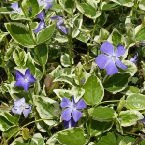 Periwinkle Vinca Variegated Major Plug Set of 2, 2-4'' Tall Flowering Plant