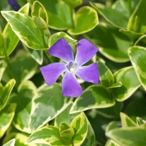 Periwinkle Vinca Variegated Major Plug Set of 2, 2-4'' Tall Flowering Plant