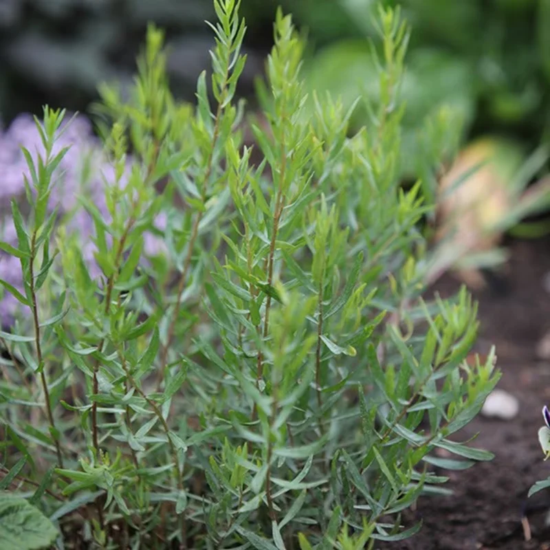 French Tarragon Live Plant Starter Plant 2-4'' Tall Herb Garden