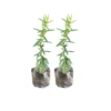 French Tarragon Plugs Set - Live Herb Plant - 2-3 Inches