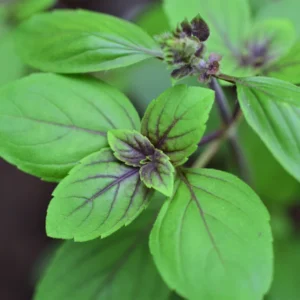 African Blue Basil Plant 2-3 Inches - Culinary Herb Starter Plant