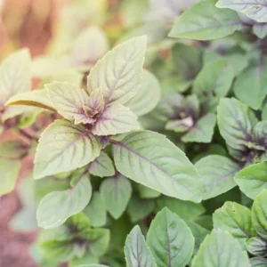 African Blue Basil Plant 2-3 Inches - Culinary Herb Starter Plant