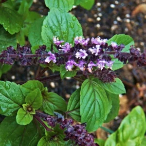 African Blue Basil Plant 2-3 Inches - Culinary Herb Starter Plant