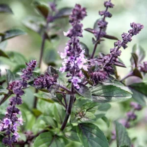 African Blue Basil Plant 2-3 Inches - Culinary Herb Starter Plant