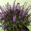 African Blue Basil Plant 2-3 Inches - Culinary Herb Starter Plant