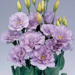 Eustoma Lisianthus Live Plant - Pastel Blue Flowers 2-4'' Tall