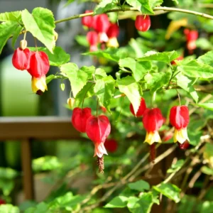 Abutilon Chinese Lantern Plant Starter - 2-4'' Tall Blooming Flower Plant