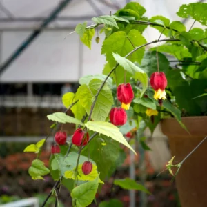 Abutilon Chinese Lantern Plant Starter - 2-4'' Tall Blooming Flower Plant