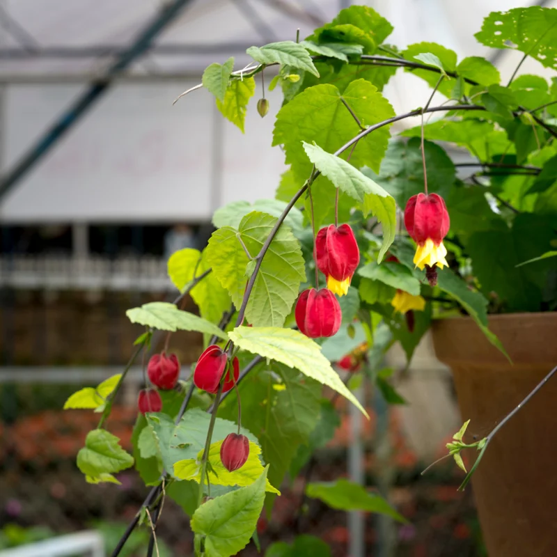Abutilon Chinese Lantern Plant Starter - 2-4'' Tall Blooming Flower Plant