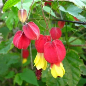Abutilon Chinese Lantern Plant Starter - 2-4'' Tall Blooming Flower Plant