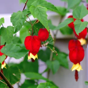 Abutilon Chinese Lantern Plant Starter - 2-4'' Tall Blooming Flower Plant