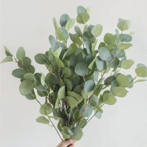 Eucalyptus Silver Dollar Plant Plug - 2-4 Inch Size