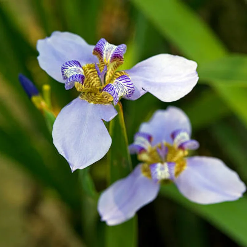 Walking Iris Plant Set - 4 Purple Iris Plugs, 2-4'' Tall - Easy Grow