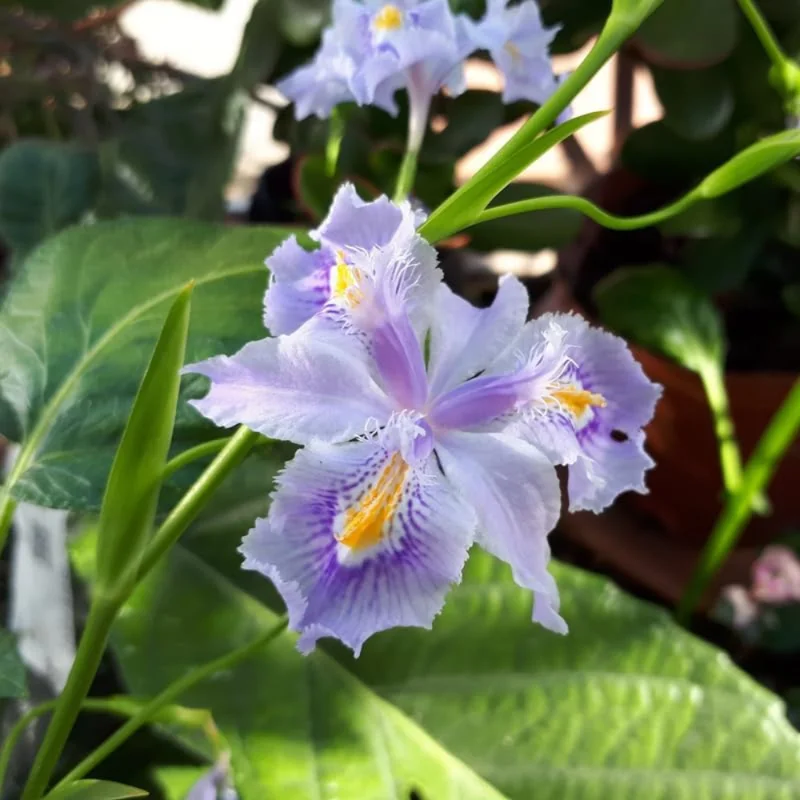 Walking Iris Plant Set - 4 Purple Iris Plugs, 2-4'' Tall - Easy Grow