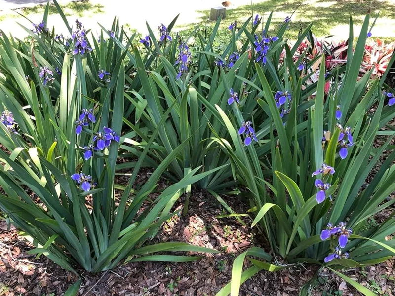 Walking Iris Plant Set - 4 Purple Iris Plugs, 2-4'' Tall - Easy Grow