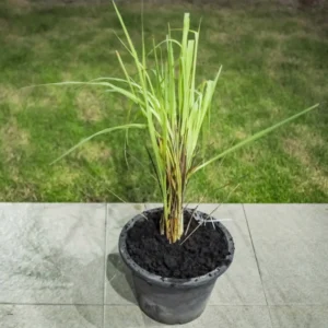 Lemongrass Plant - 4 Inch Potted Herb, Culinary Variety