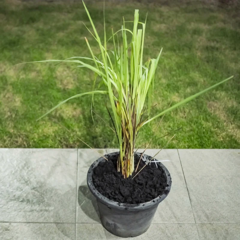 Lemongrass Plant - 4 Inch Potted Herb, Culinary Variety