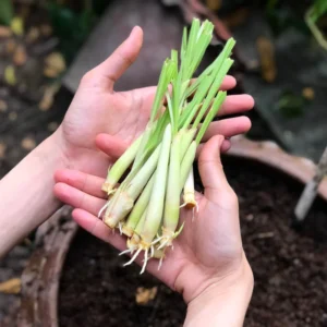 Lemongrass Plant - 4 Inch Potted Herb, Culinary Variety