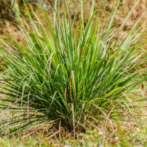 Lemongrass Plant - 4 Inch Potted Herb, Culinary Variety