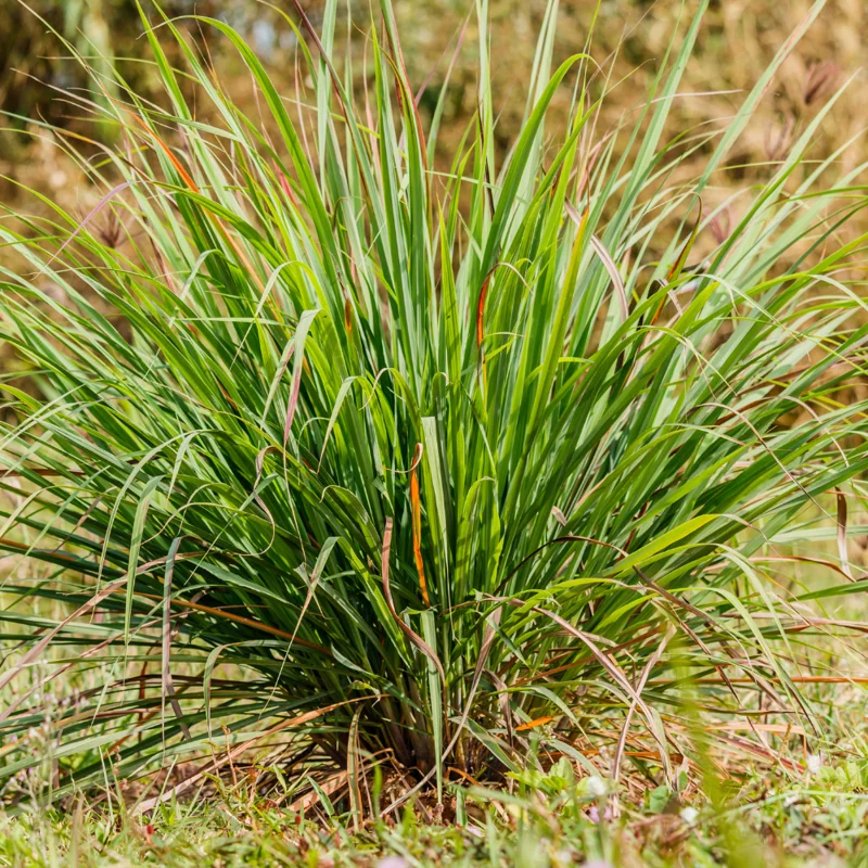Lemongrass Plant - 4 Inch Potted Herb, Culinary Variety