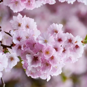 Flowering Cherry Tree Live Plant 2.5-Inch Pot Pink Blossom