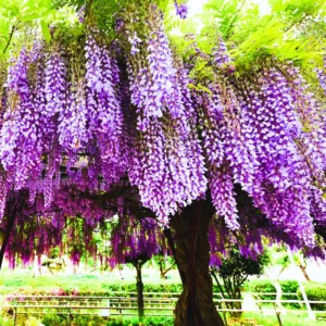 Purple Wisteria Vine Live Plant - 2.5