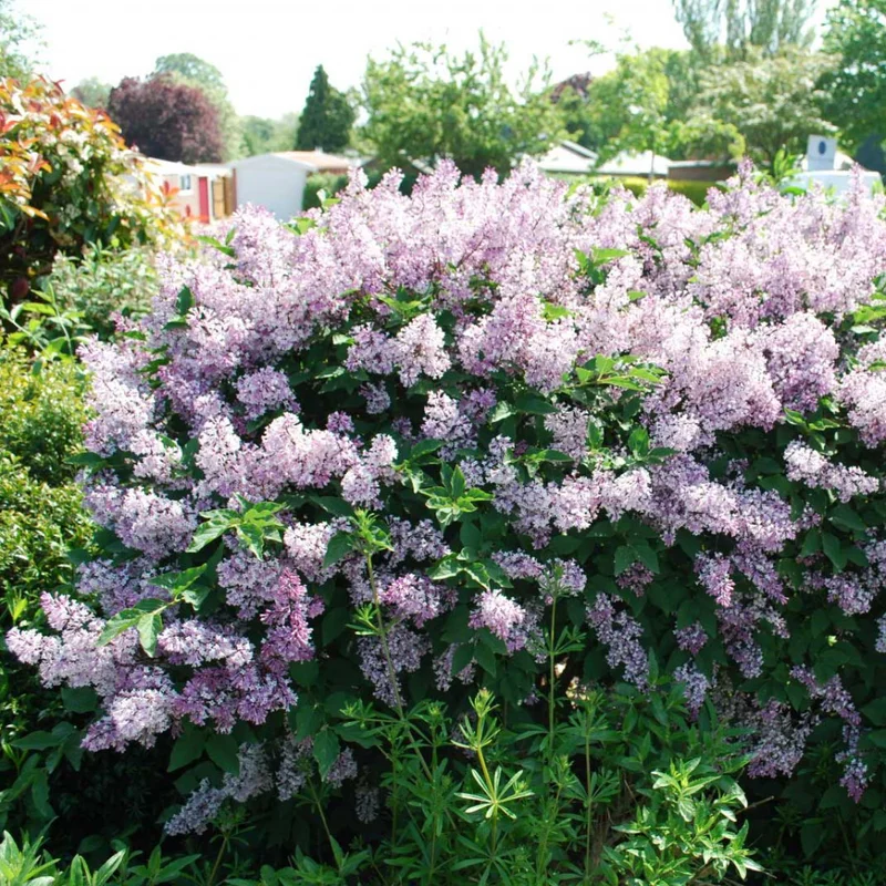 Miss Kim Lilac Shrub - Dwarf Fragrant Lilac Plant - Quart Pot - Garden Patio