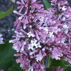 Miss Kim Lilac Shrub - Dwarf Fragrant Lilac Plant - Quart Pot - Garden Patio
