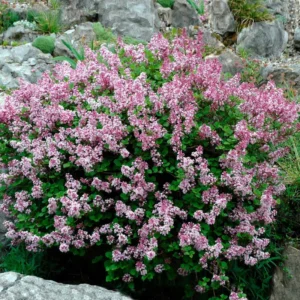 Miss Kim Lilac Shrub - Dwarf Fragrant Lilac Plant - Quart Pot - Garden Patio