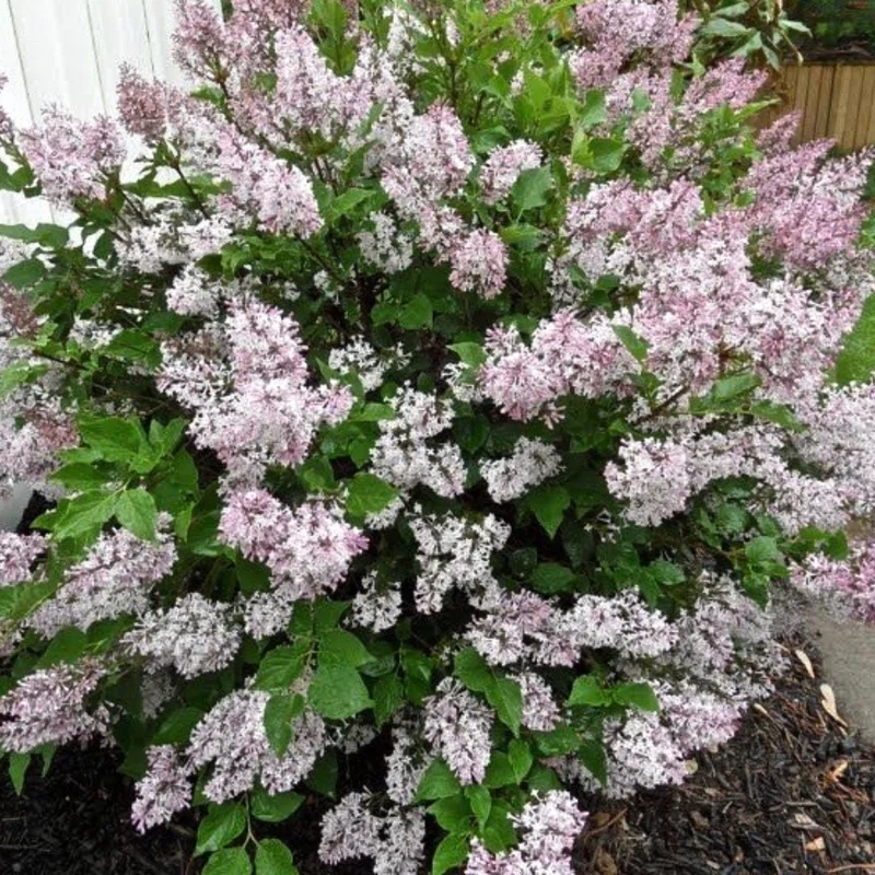 Miss Kim Lilac Shrub - Dwarf Fragrant Lilac Plant - Quart Pot - Garden Patio