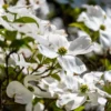 White Dogwood Tree Quart Pot Ornamental Flowering Tree 8-14 inch Tall