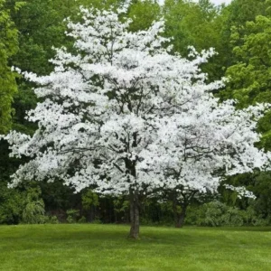 White Dogwood Tree Quart Pot Ornamental Flowering Tree 8-14 inch Tall