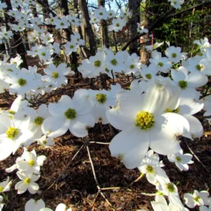 White Dogwood Tree Quart Pot Ornamental Flowering Tree 8-14 inch Tall