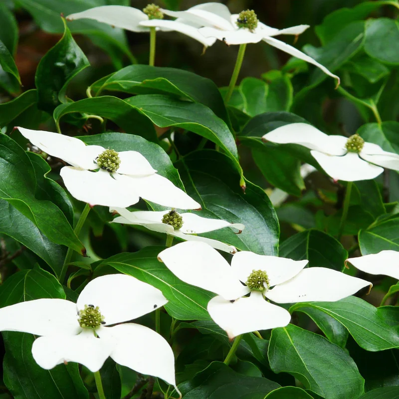 Kousa Japanese Dogwood Tree - Quart Pot - White Blooming Ornamental Tree