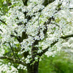 Kousa Japanese Dogwood Tree - Quart Pot - White Blooming Ornamental Tree