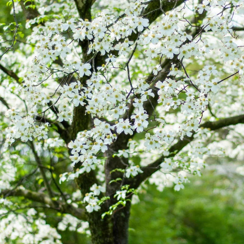 Kousa Japanese Dogwood Tree - Quart Pot - White Blooming Ornamental Tree