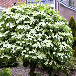 Kousa Japanese Dogwood Tree - Quart Pot - White Blooming Ornamental Tree
