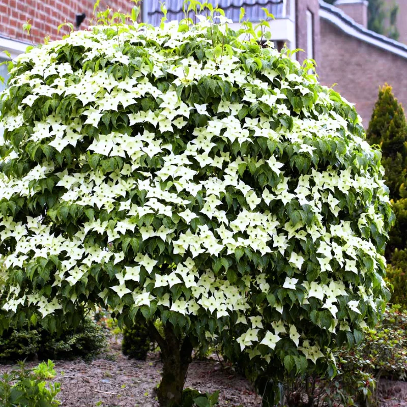 Kousa Japanese Dogwood Tree - Quart Pot - White Blooming Ornamental Tree