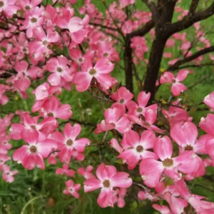 Pink Dogwood Tree 2.5-Inch Pot Compact Ornamental Tree Pink Blossoms